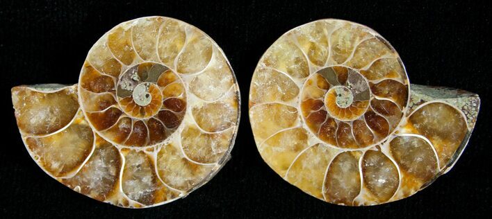 Small Desmoceras Ammonite Pair #5314